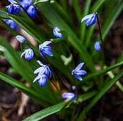 Завораживающие голубые цветы распустились рядом с Бугринской рощей